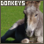 Donkeys fanlisting